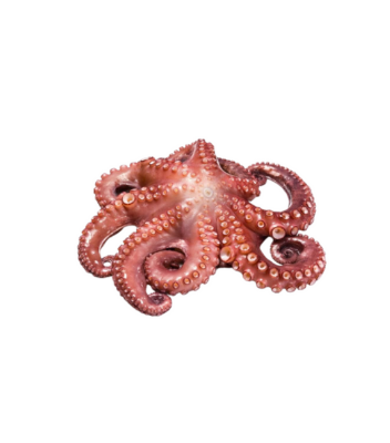 Polvo / Octopus 2 a 3 Kg Verpakt Bevroren +/- 2,5 Kg