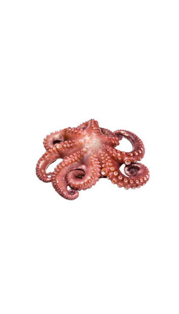 Polvo / Octopus 2 a 3 Kg Verpakt Bevroren +/- 2,5 Kg