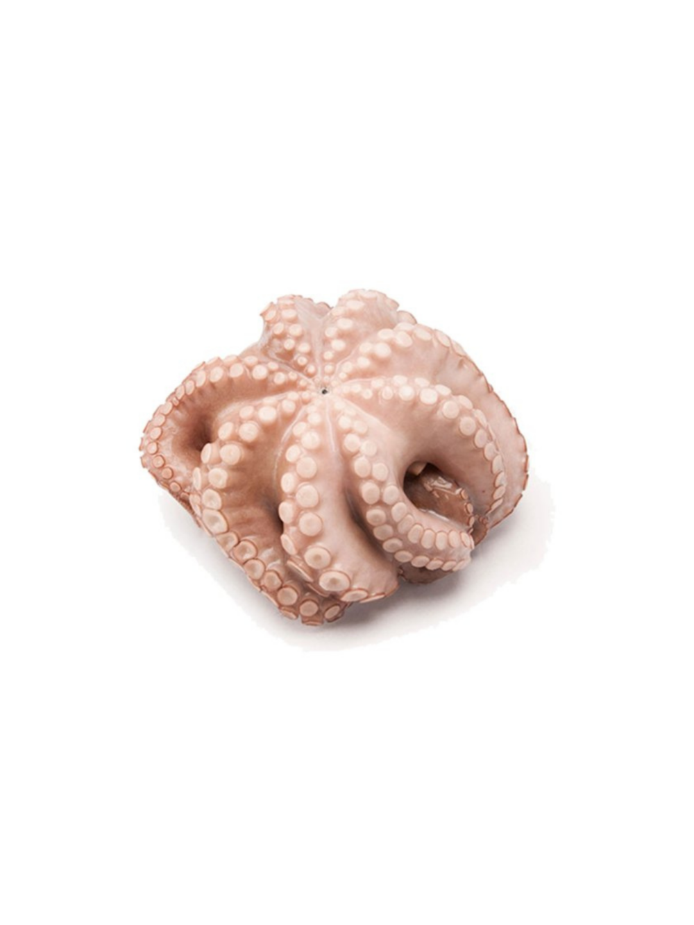 Polvo Octopus 1 a 2 Kg Verpakt Bevroren +/-1,5 Kg